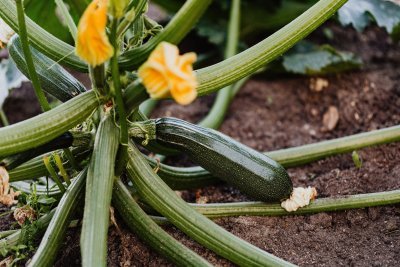Courgette Courgette
